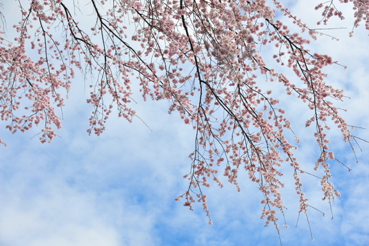 春の風にそよぐ枝垂桜